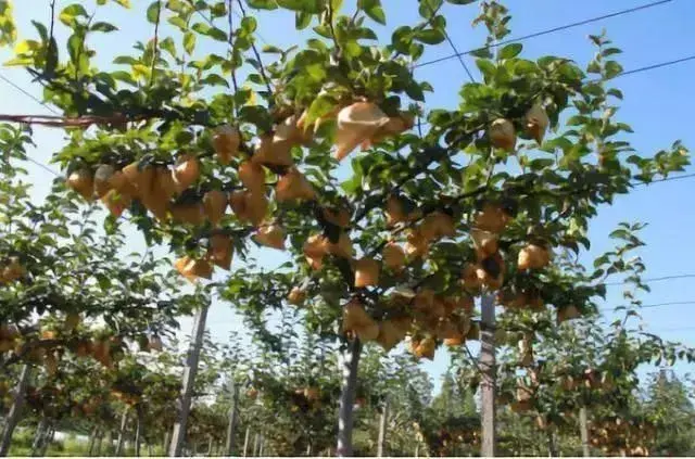 像种葡萄一样种梨树，“双臂顺行式”棚架种植新方式