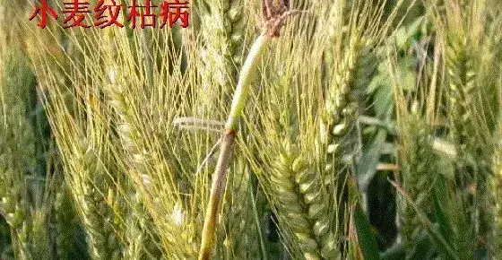 春季麦田病虫草防治一