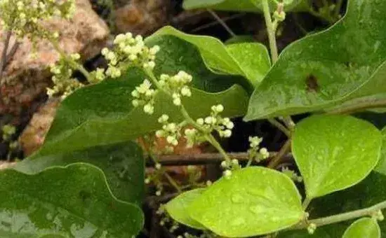 粉防己种植技术，如何防治病虫害