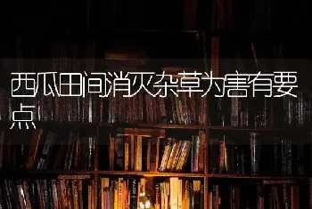 西瓜田间消灭杂草为害有要点