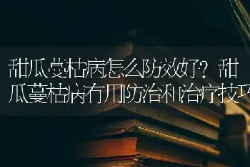 甜瓜蔓枯病怎么防效好？甜瓜蔓枯病有用防治和治疗技巧