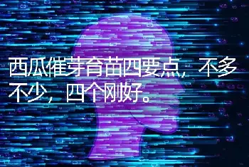 西瓜催芽育苗四要点，不多不少，四个刚好。