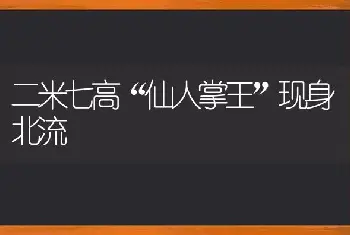 二米七高“仙人掌王”现身北流