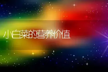 小白菜的营养价值