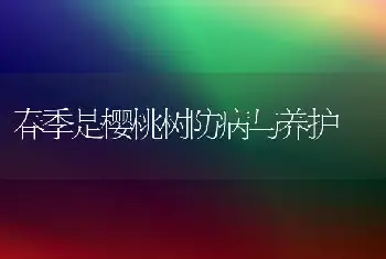 春季是樱桃树防病与养护