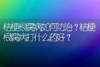 桔梗根腐病如何防治？桔梗根腐病打什么药好？