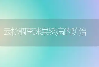 云杉稠李球果锈病的防治