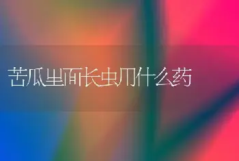 苦瓜里面长虫用什么药