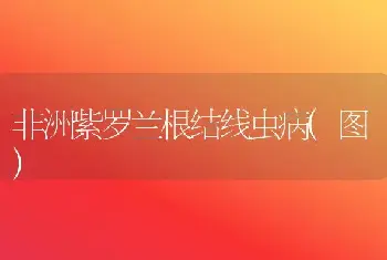 非洲紫罗兰根结线虫病