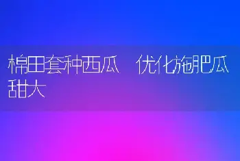 棉田套种西瓜 优化施肥瓜甜大