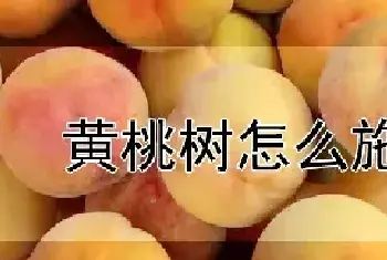 黄桃树怎么施肥