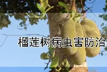 榴莲树病虫害防治技术