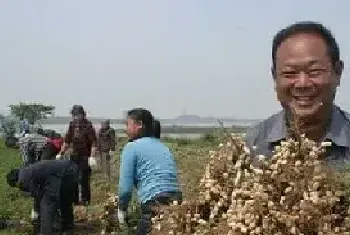 种花生高产病害防治