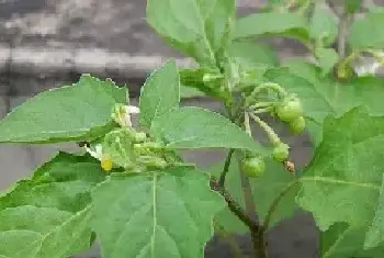 白花菜高产栽培技术 白花菜常见病害防治方法