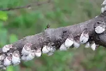 果树介壳虫怎么防治？除了药剂还有哪些方法