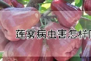 莲雾病虫害怎样防治