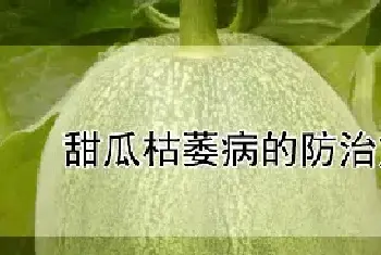 甜瓜枯萎病的防治方法