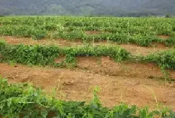 淮山药种植技术大全