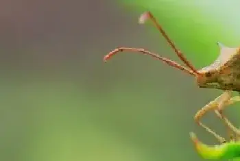 治盲蝽蟓的药是什么