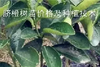 脐橙树苗价格多少钱一棵？详解栽培技术大全；