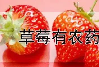 草莓有农药吗