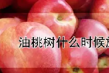 油桃树什么时候施肥